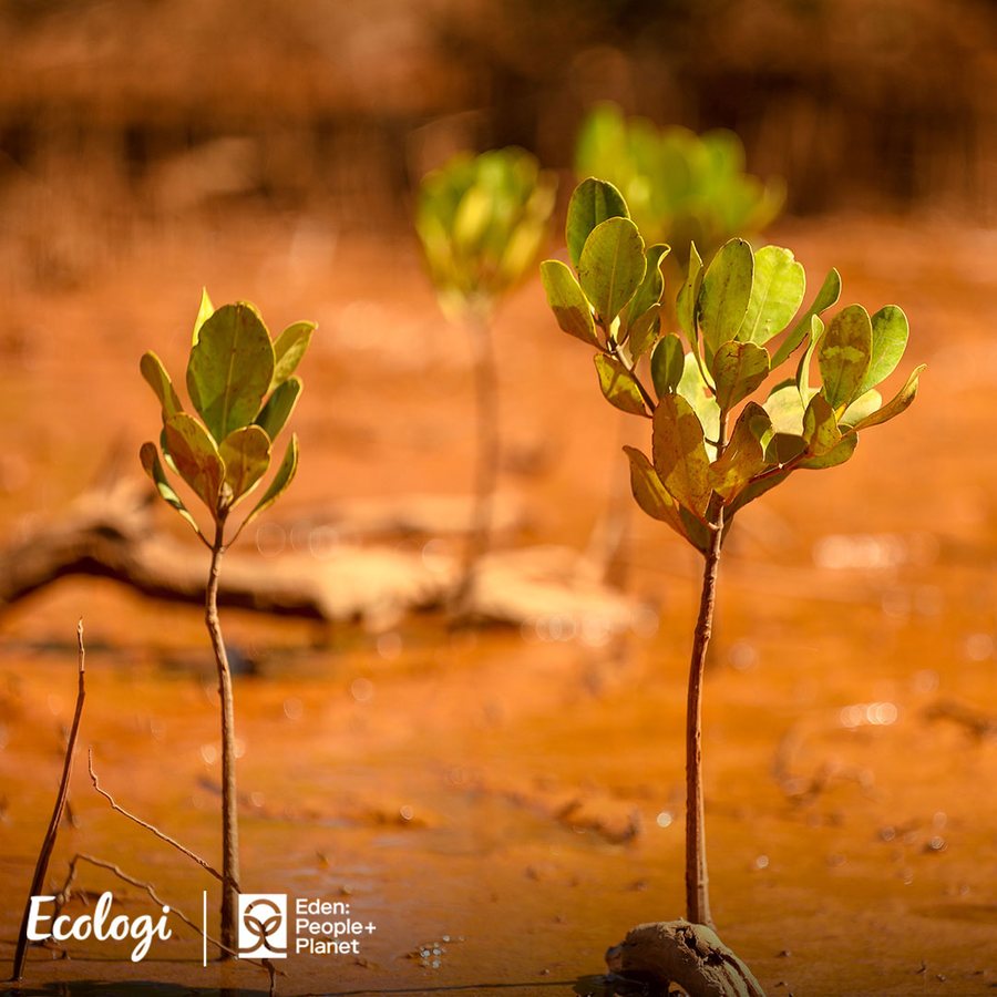 Young mangrove saplings growing in wet red earth